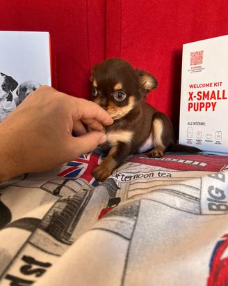 chihuahua maschio occhi chiari toy 80 gg