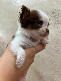 Cuccioli chihuahua