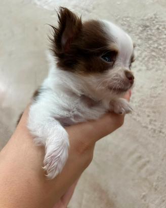 Cuccioli chihuahua