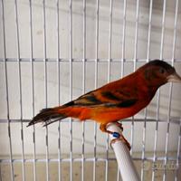 F1 incrocio tra cardinalino e spagnoletta