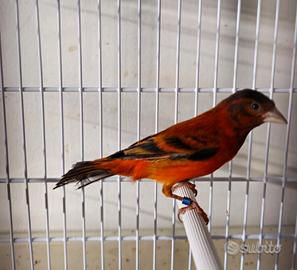 F1 incrocio tra cardinalino e spagnoletta