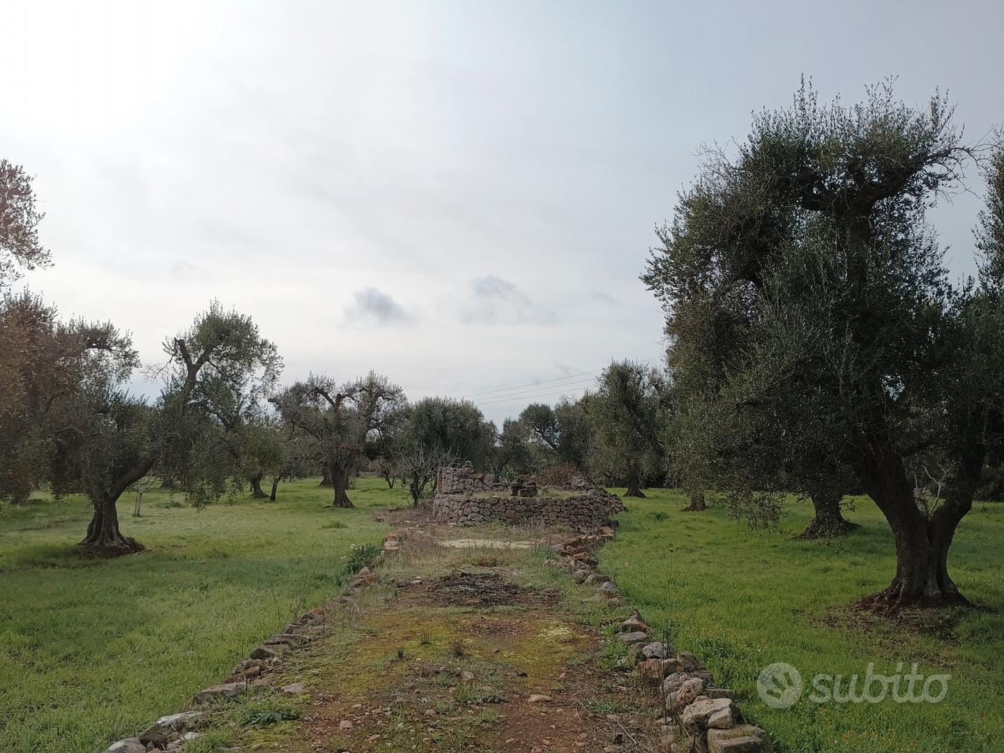 Terreno con ulivi secolari - Vista 3