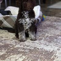 ? Cuccioli di Lagotto Romagnolo ?