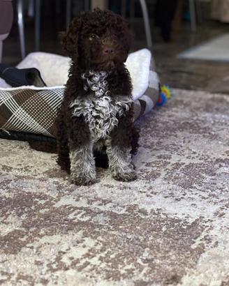 ? Cuccioli di Lagotto Romagnolo ?