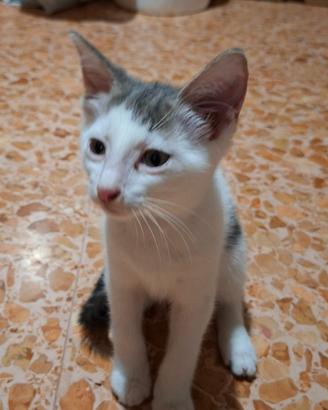 Gattini