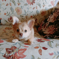 Cucciolo chihuahua