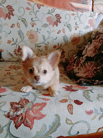 Cucciolo chihuahua