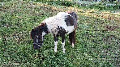 Pony