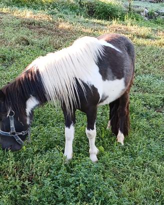 Pony