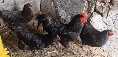 Pulcini di Australorp