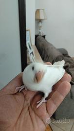 Inseparabili allevato a mano