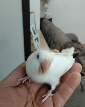 Inseparabili allevato a mano