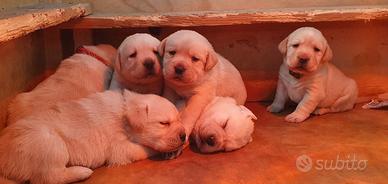 Cuccioli di Labrador Retriever 