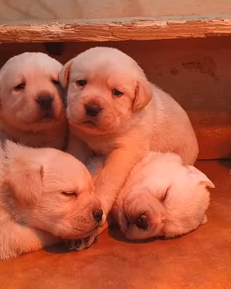 Cuccioli di Labrador Retriever 