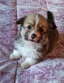 Welsh corgi pembroke