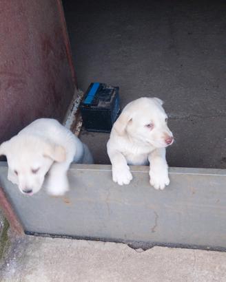 Labrador