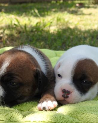 Staffordshire bull terrier