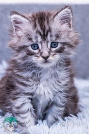 Cuccioli di Maine Coon