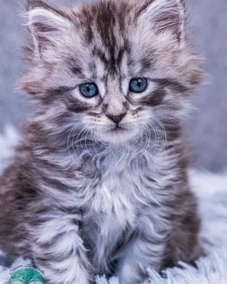 Cuccioli di Maine Coon