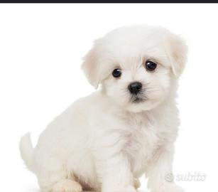 Maltese toy
