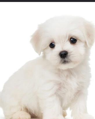 Maltese toy