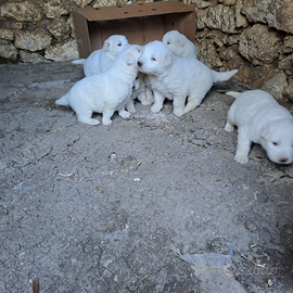 Cuccioli pastore maremmano abruzzese