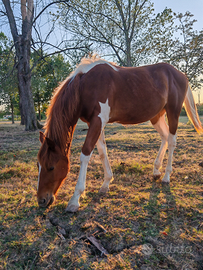 Puledro Pezzato Intero