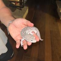 Geco leopardino