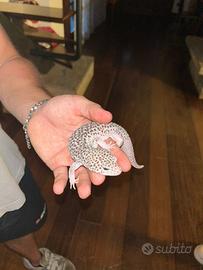 Geco leopardino