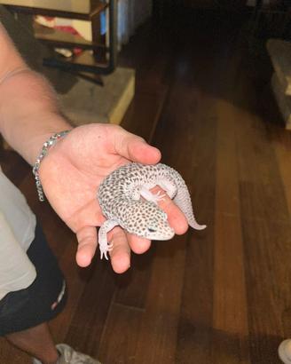 Geco leopardino