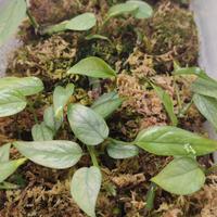 Epipremnum pinnatum cebu blue, pianta rampicante 