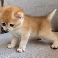 Gattina British Shorthair, Scottish straight