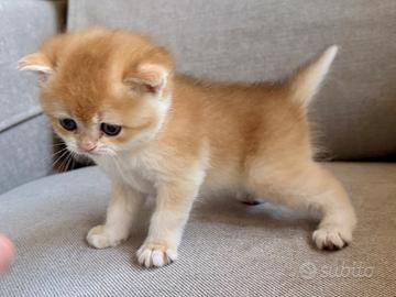 Gattina British Shorthair, Scottish straight