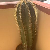 Pianta grassa