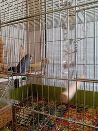 Coppia cocorite