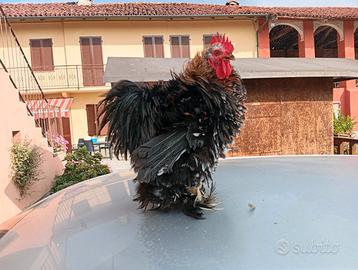 Gallo di cocincina