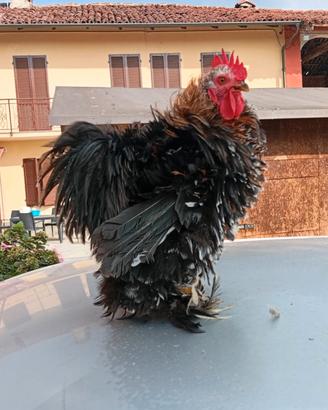 Gallo di cocincina