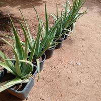 Piante aloe.
