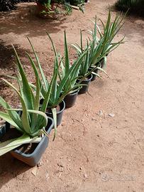 Piante aloe.
