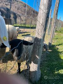 Due agnello me Suffolk