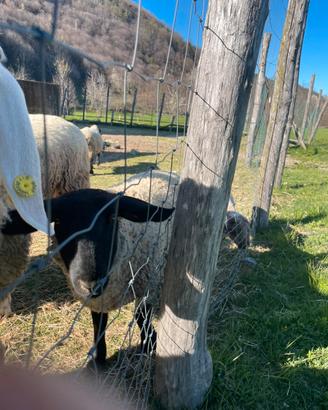 Due agnello me Suffolk