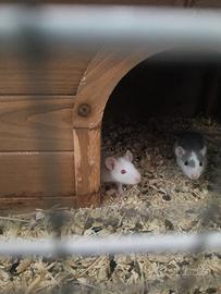 Ratto domestico