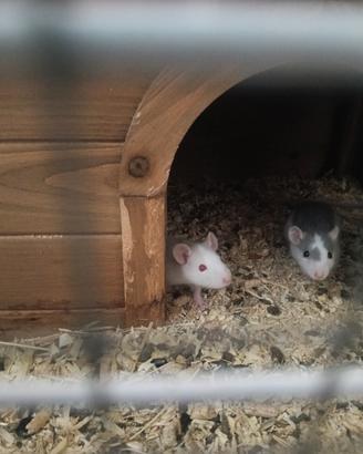 Ratto domestico