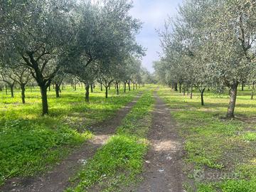 Terreno di 13500 m² a Terzigno