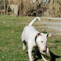 Bull-terrier