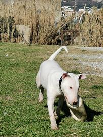 Bull-terrier