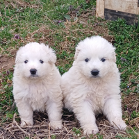 Cane da montagna dei pirenei
