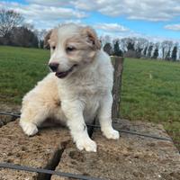 Cuccioli border collie