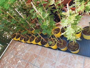 albero di Mimosa 