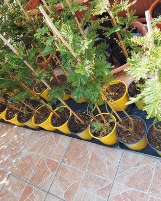 albero di Mimosa 